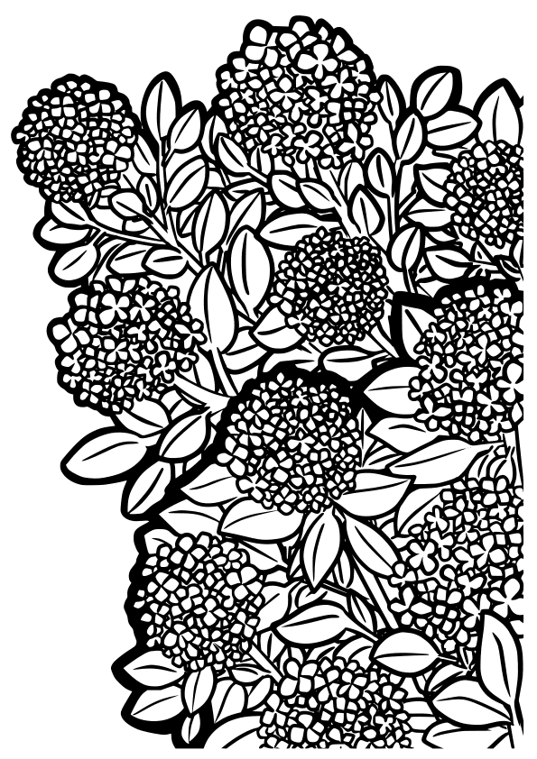 Hydrangea2 free coloring pages for kids