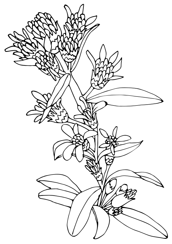 アキノキリンソウの花の塗り絵です