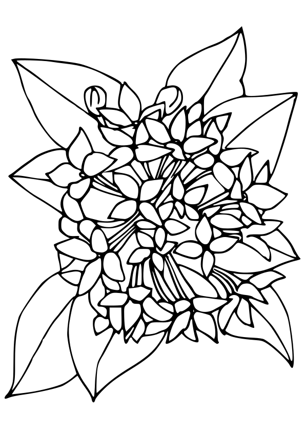 ブバリア（ブバルディア）の花の塗り絵です