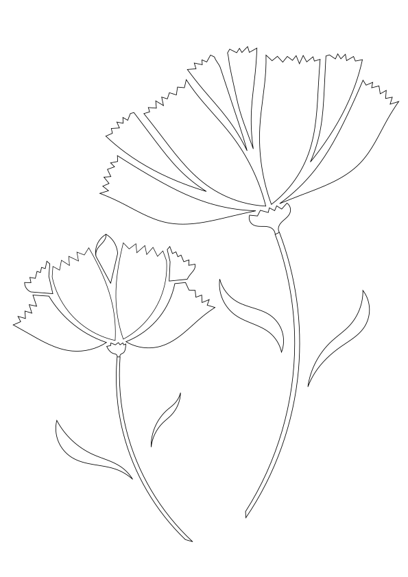 Carnation Flower free coloring pages for kids