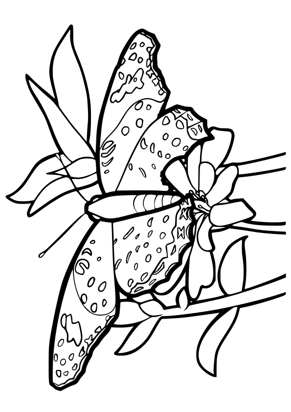 Butterfly12 free coloring pages for kids