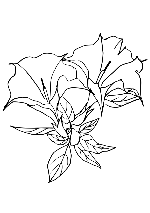 ダチュラの花の塗り絵です 9月4日の誕生花はダチュラ。  ダチュラの花言葉は愛嬌だそうです