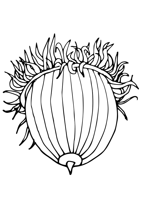 Acorn3 free coloring pages for kids