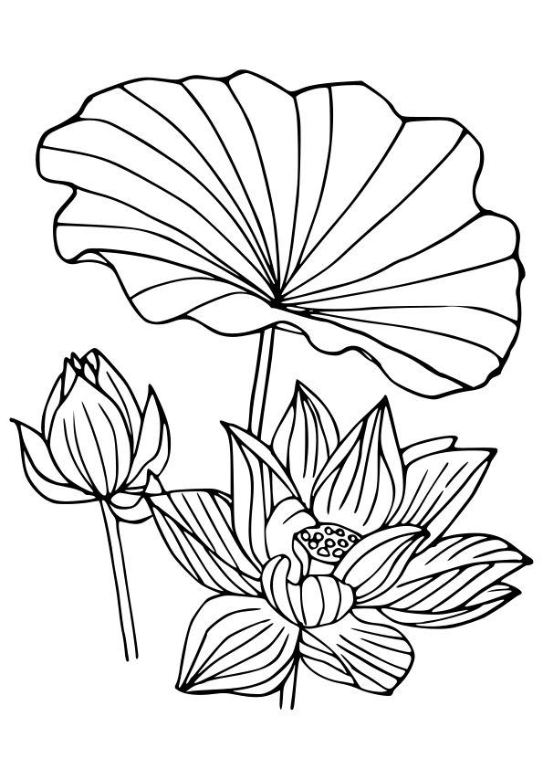 Lotus free coloring pages for kids