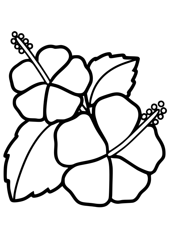 hibiscus free coloring pages for kids