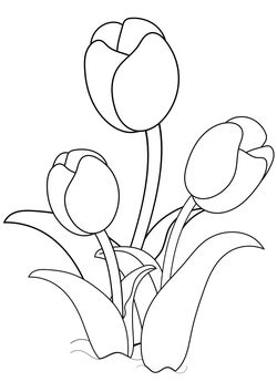 Tulip 1 coloring pages for kindergarten and preschool kids activity free