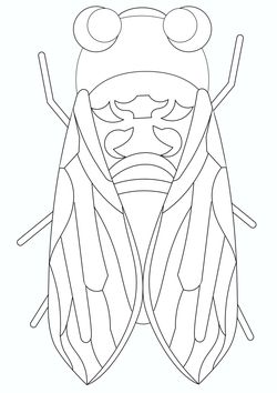 Cicada coloring pages for kindergarten and preschool kids activity free