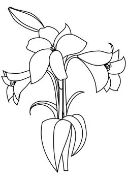 Lily flower free coloring pages for kids