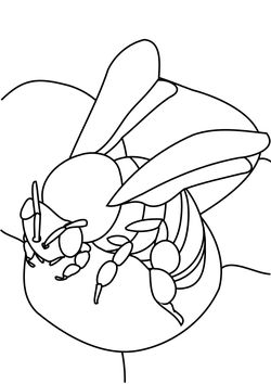 Honey bee 1 free coloring pages for kids