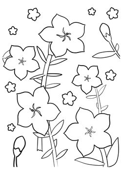 Bellflower coloring pages for kindergarten and preschool kids activity free