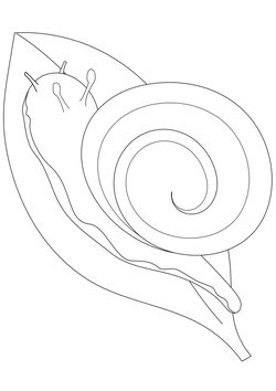 Snail free coloring pages for kids