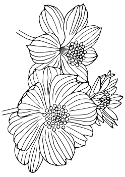 Chocolate cosmos free coloring pages for kids