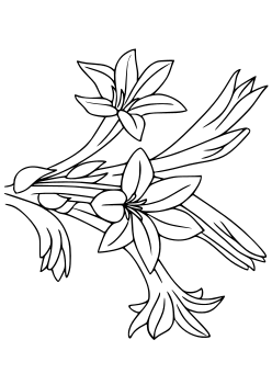 tuberose free coloring pages for kids