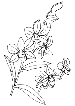 Den Phal free coloring pages for kids