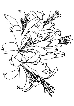 Nerine free coloring pages for kids