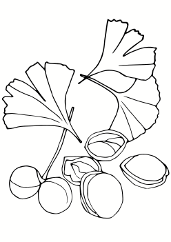 Ginkgo2 coloring pages for kindergarten and preschool kids activity free