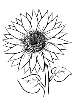 Sunflower11 free coloring pages for kids