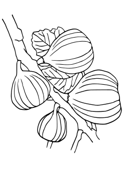 Fig free coloring pages for kids