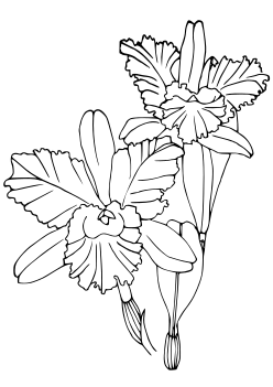cattleya free coloring pages for kids