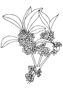 fragrant olive free coloring pages for kids