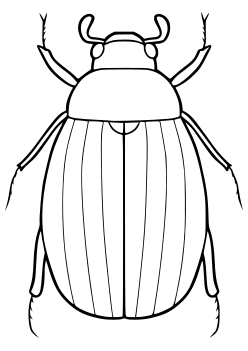 scarab beetle free coloring pages for kids