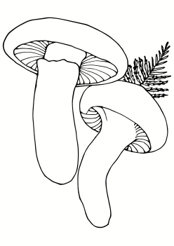 Matsutake coloring pages for kindergarten and preschool kids activity free