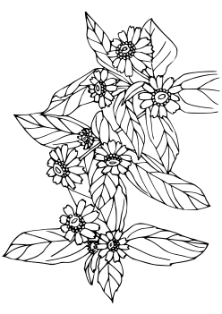 Melampodium free coloring pages for kids