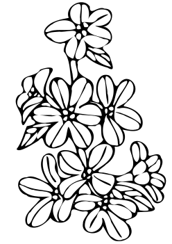 Lythrum free coloring pages for kids