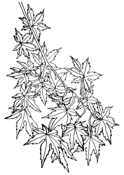 Maple Momiji free coloring pages for kids