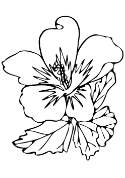 Hibiscus syriacus free coloring pages for kids