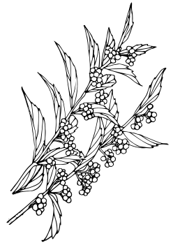 Japanese beautyberry free coloring pages for kids