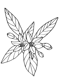 Orange Flower free coloring pages for kids