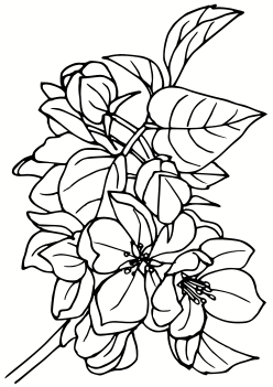 Apple Flower free coloring pages for kids