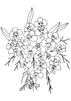 ロベリアの花の無料塗り絵です