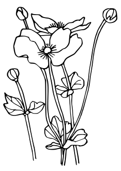 Anemone Flower free coloring pages for kids
