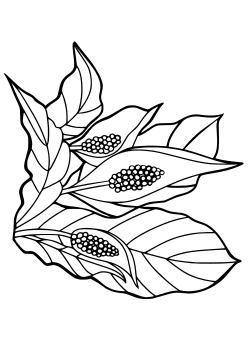 Spathiphyllum free coloring pages for kids