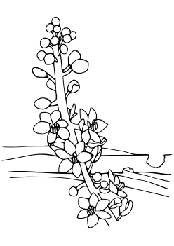 Lilyturf free coloring pages for kids