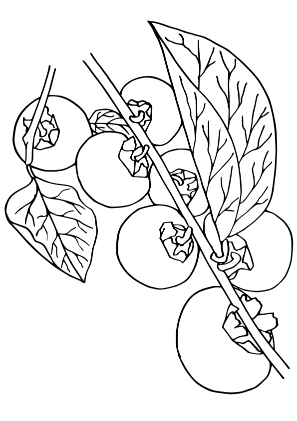 Persimmon free coloring pages for kids