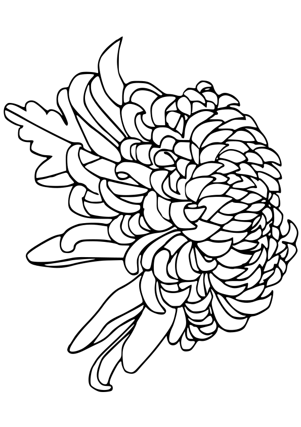 Chrysanthemum free coloring pages for kids