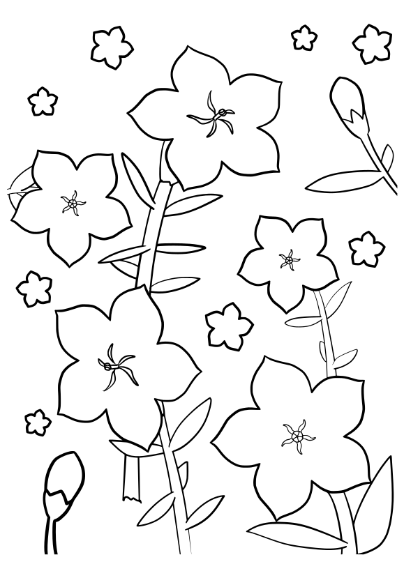Bellflower free coloring pages for kids