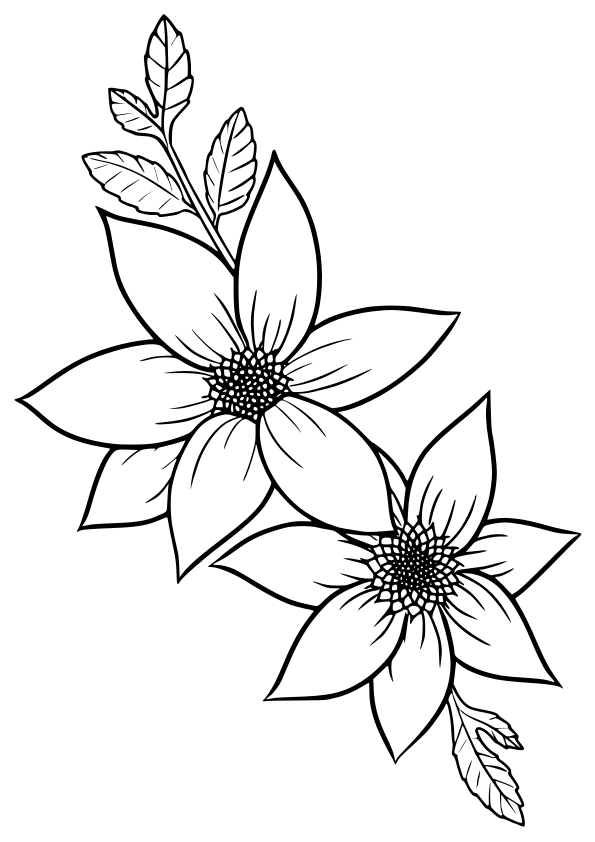 皇帝ダリアの花の塗り絵です。１１月～１２月に咲く冬の花ですね～