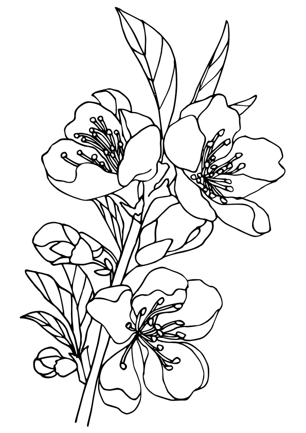 Peach Flower free coloring pages for kids