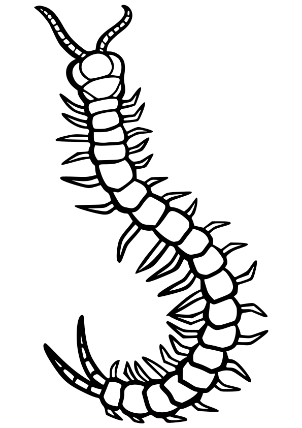 ️Centipede free coloring pages for kids