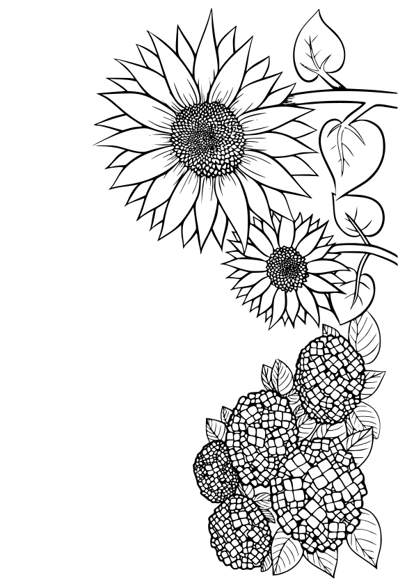 夏の花３の塗り絵です。 夏の花紫陽花と向日葵を一緒に入れてみました。 背景は無しにしたので好きに塗るもしくはメッセージなどに使ってください～