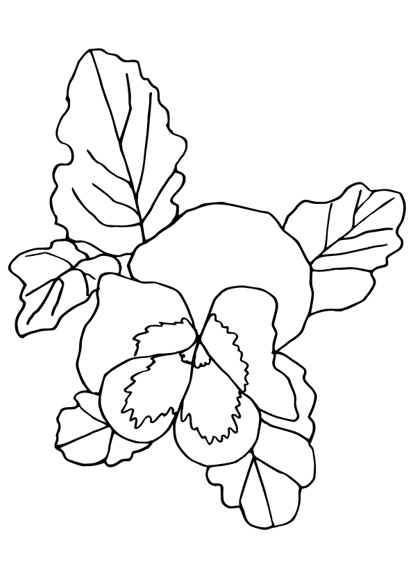Pansy2 free coloring pages for kids