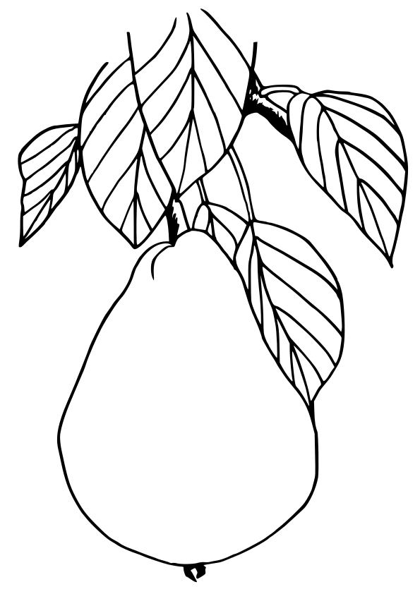 Pear free coloring pages for kids