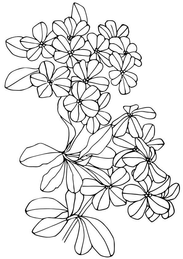 ルリマツリのお花の塗り絵です