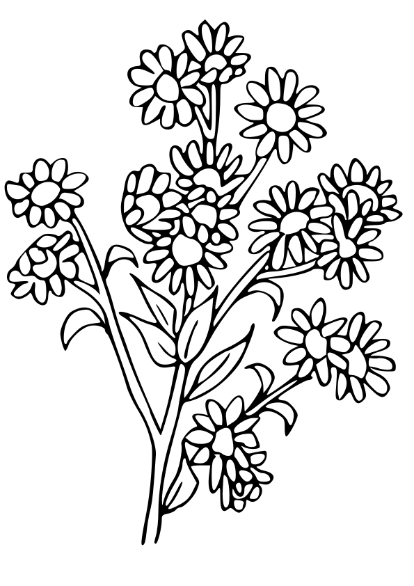 Tatarian aster free coloring pages for kids